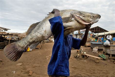 Nile Perch Invasive Species