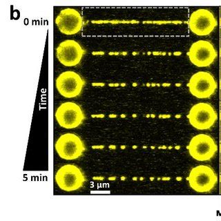 | Direct visualization of histone recognition by chaperones. a, DNA ...