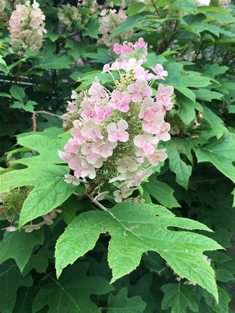 Oak leaf hydrangea | Oakleaf hydrangea, Plants, Hydrangea