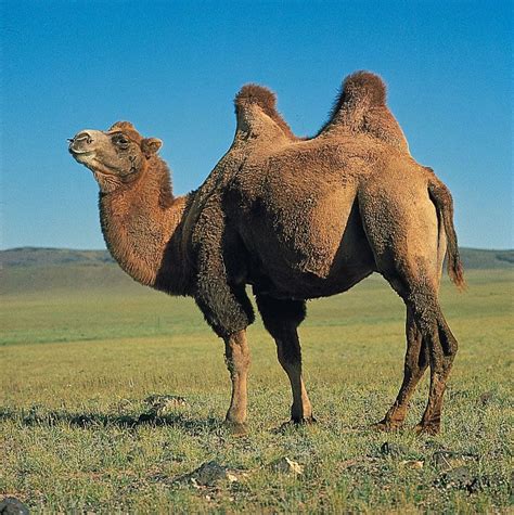 Bactrian camel | mammal | Britannica