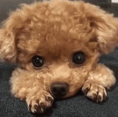 Puppy Dog GIF - Puppy Dog Cute - Discover & Share GIFs