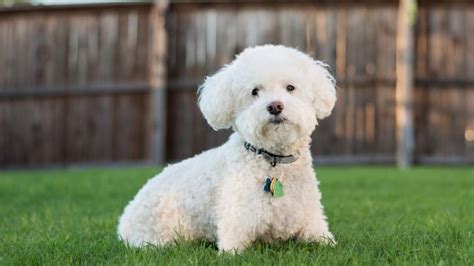 50+ Best Bichon Frise Names