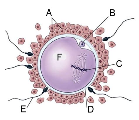 Diagram of Structure of oocyte about to be fertilised | Quizlet