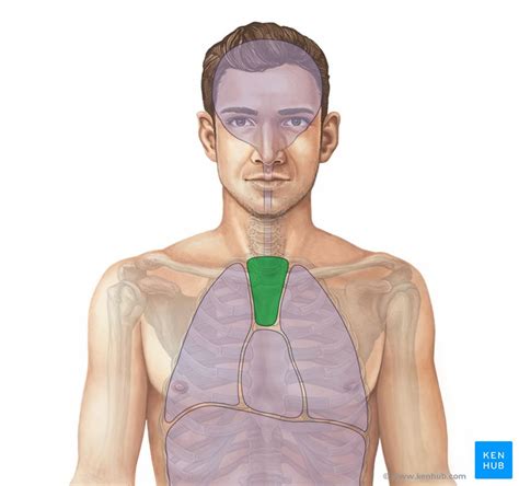 Mediastinal Lymph Node Anatomy