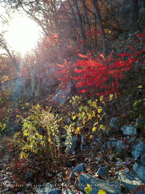 Autumn in the Mountains