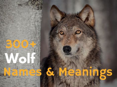 300+ Wolf Names and Meanings | Owlcation