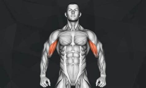 The 10 Best Long Head Bicep Exercises (2025) - Jacked Gorilla