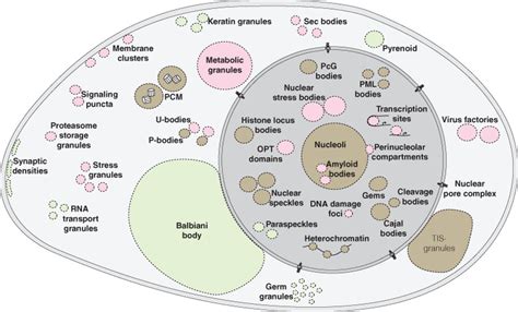 Membraneless Organelles: Traffic