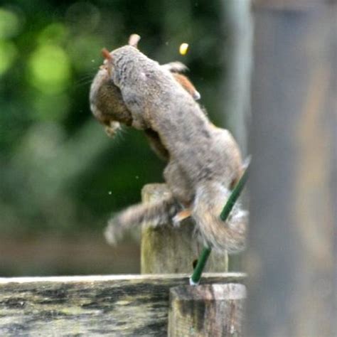 Squirrels fighting | Animals, Squirrel, Lizard