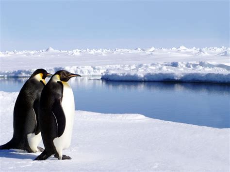 20 Coolest Facts & Secrets Of Coldest South Pole | Antarctica | Reckon Talk