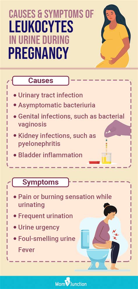 Leukocytes In Urine: What Does Leukocyte Esterase In Urine, 47% OFF