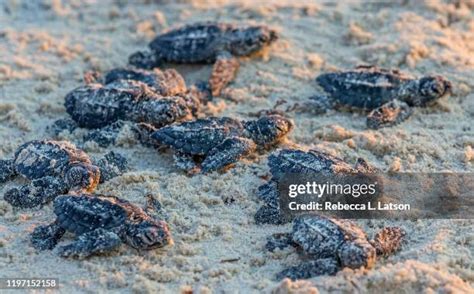 1,605 Sea Turtle Hatchlings Stock Photos, High-Res Pictures, and Images ...