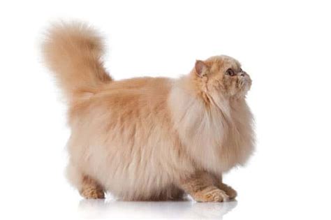 Persian Cat Breed Profile | Cat-World