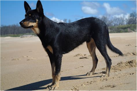 Australian Kelpie at the seaside photo and wallpaper. Beautiful ...