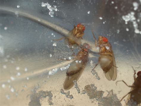 Fruit Flies for Pet Amphibians and Reptiles >> Amphibian Care