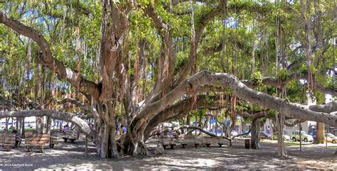 The historic banyan tree in Maui (+ update after the wildfires ...