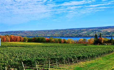 Seneca Lake Wineries - A directory of Finger Lakes wineries on Seneca Lake