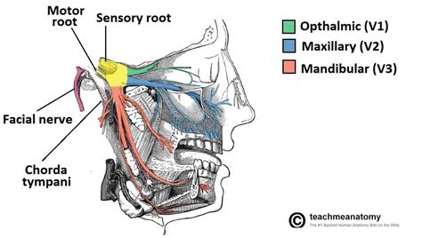 Maxillary Nerve Block Technique