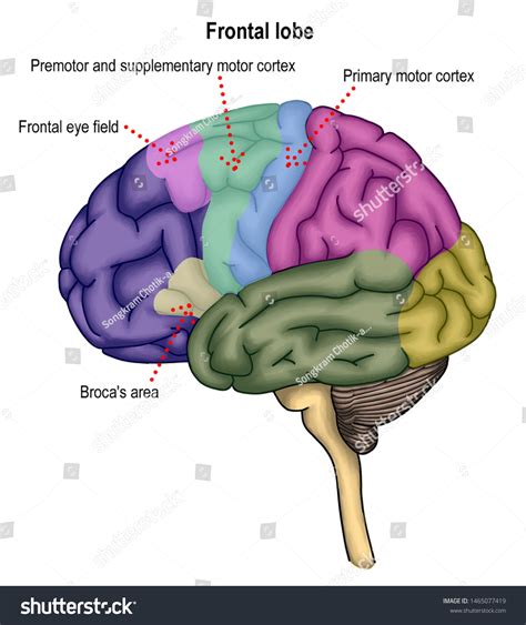 Illustration Shown Human Brain Anatomy Including Stock Illustration ...