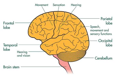 Cerebrum diagram | Healthiack