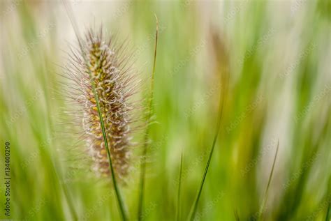 Grass Macro Stock Photo | Adobe Stock