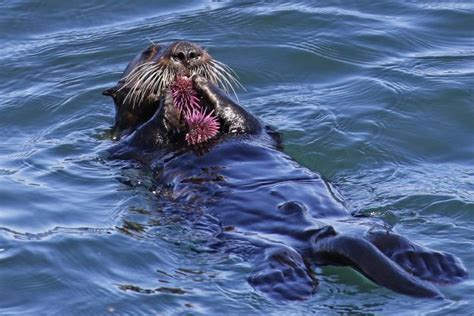 Cute Sea Otters Eating