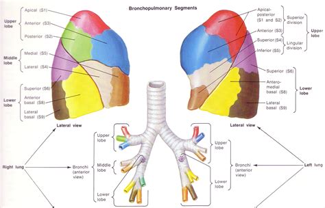 Postural drainage pt | Lung anatomy, Bronchopulmonary, Lunges