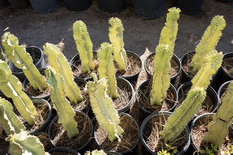 Candelabra Cactus - Euphorbia Ingens — GDNC Nursery