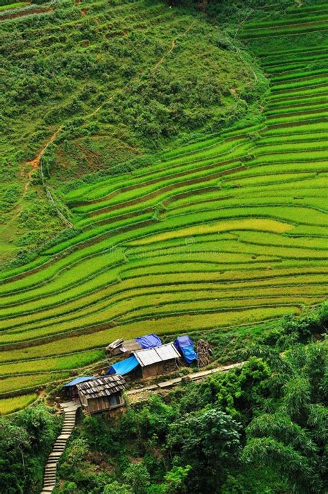 Rice Terraces in Sapa Valley, Vietnam Stock Image - Image of farm, leaf ...