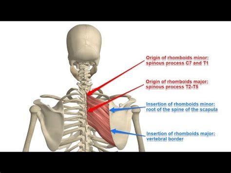 Two Minutes of Anatomy: Rhomboid Major and Rhomboid Minor (Rhomboids ...