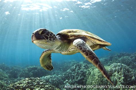 Ultimate Guide to Sea Turtle Photography - Underwater Photography Guide