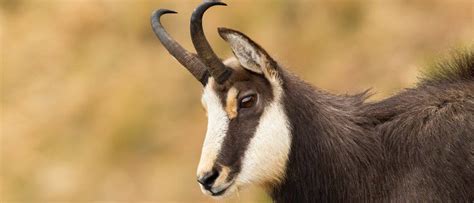 Chamois - A-Z Animals