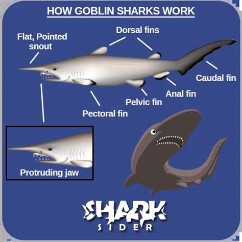 The Goblin Shark - x10 Amazing Facts, Habitat, Diet, Reproduction ...