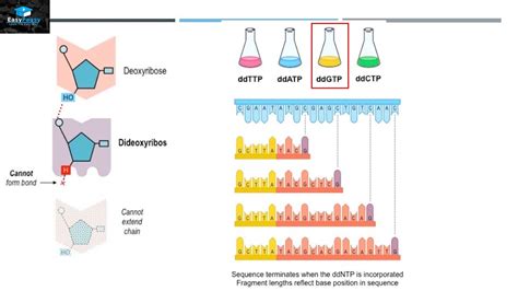 Dna Sanger Sequencing Worksheet Exercise