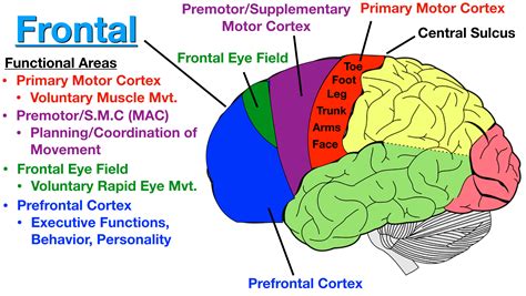 Cerebral Cortex Diagram Function Nursing Associate Degree Nu