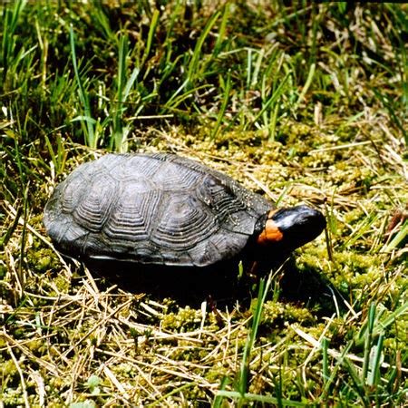 Emydidae Characteristics, Habitat & Lifespan | Study.com