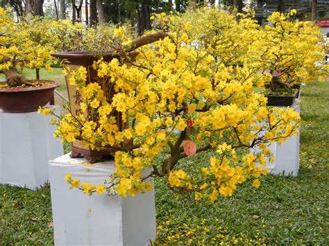 Traditional flower of South Viet Nam " Hoa Mai