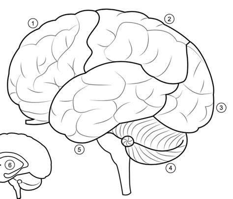 Brain lobes labeling Diagram | Quizlet