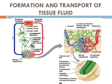 Ppt Lymphatic System Powerpoint Presentation Free Download Id8733787