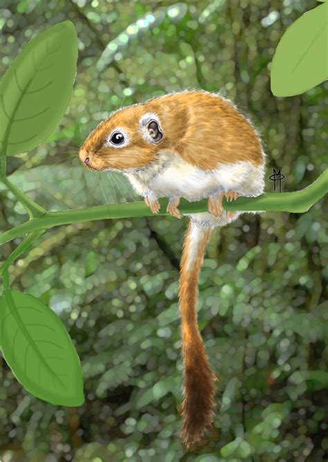 African Rodents Invaded Brazil 41 Million Years Ago | Live Science