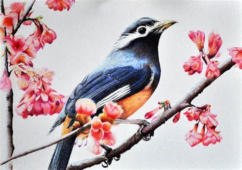 9+ Bird Drawings, Art Ideas | Free & Premium Templates