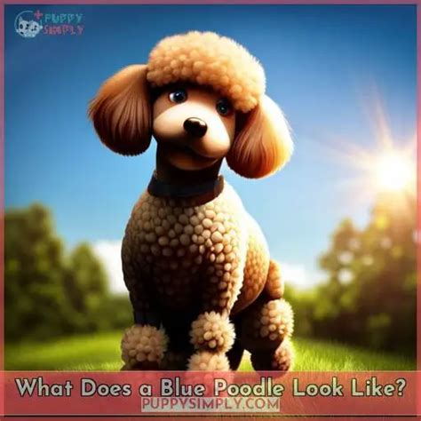 Discover the Blue Poodle: Look, Care & Cost