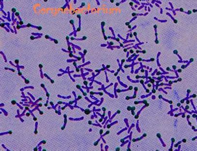 Corynebacterium Xerosis Colony Morphology