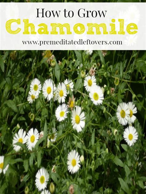 How to Grow Chamomile: Tips for growing chamomile including how to ...