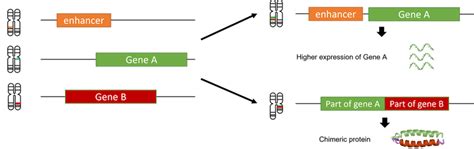 Improving how we report gene fusion productivity | Genomics England