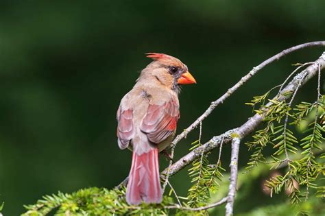 Male vs. Female Cardinals: What’s the Difference? - Bird Helpful