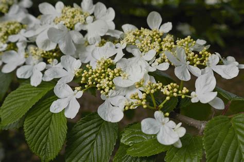 10 Best Deer-Resistant Shrubs for Landscaping