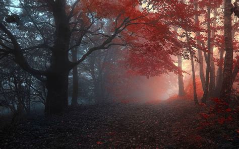 Fog Autumn Wallpapers - Top Free Fog Autumn Backgrounds - WallpaperAccess