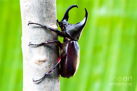 Male Rhinoceros Beetle Rhino Beetle Photograph by Enterphoto - Fine Art ...