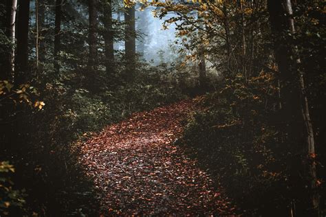 Free stock photo of bush, environment, foliage